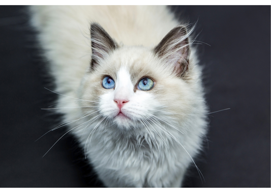 From Grief to Healing: How Cat Urns Help in the Mourning Process