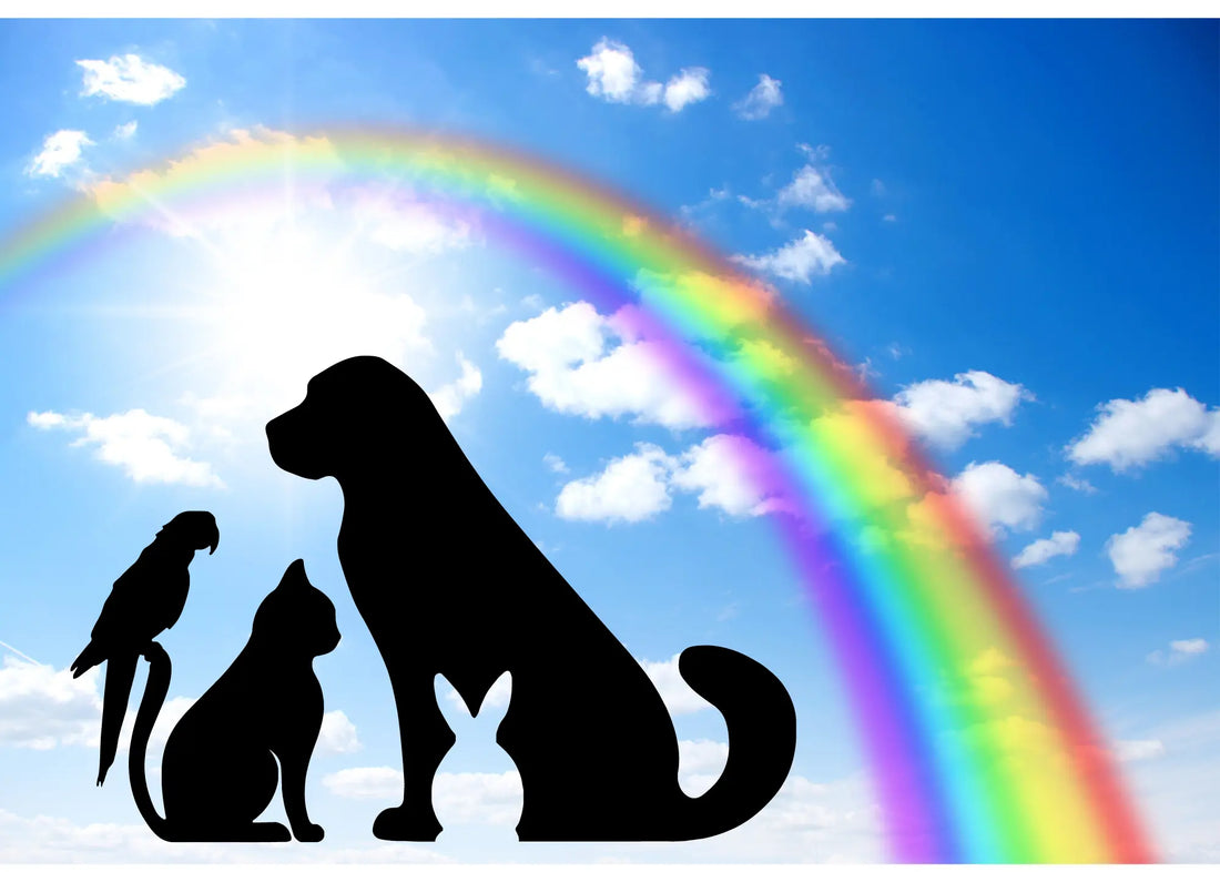 Navigating the Twilight Years: Embracing and Preparing for Your Pet's Golden Age